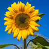 Citizen scientists count sunflower spirals | plus.maths.org